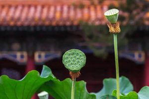 公案故事：以嗔制嗔